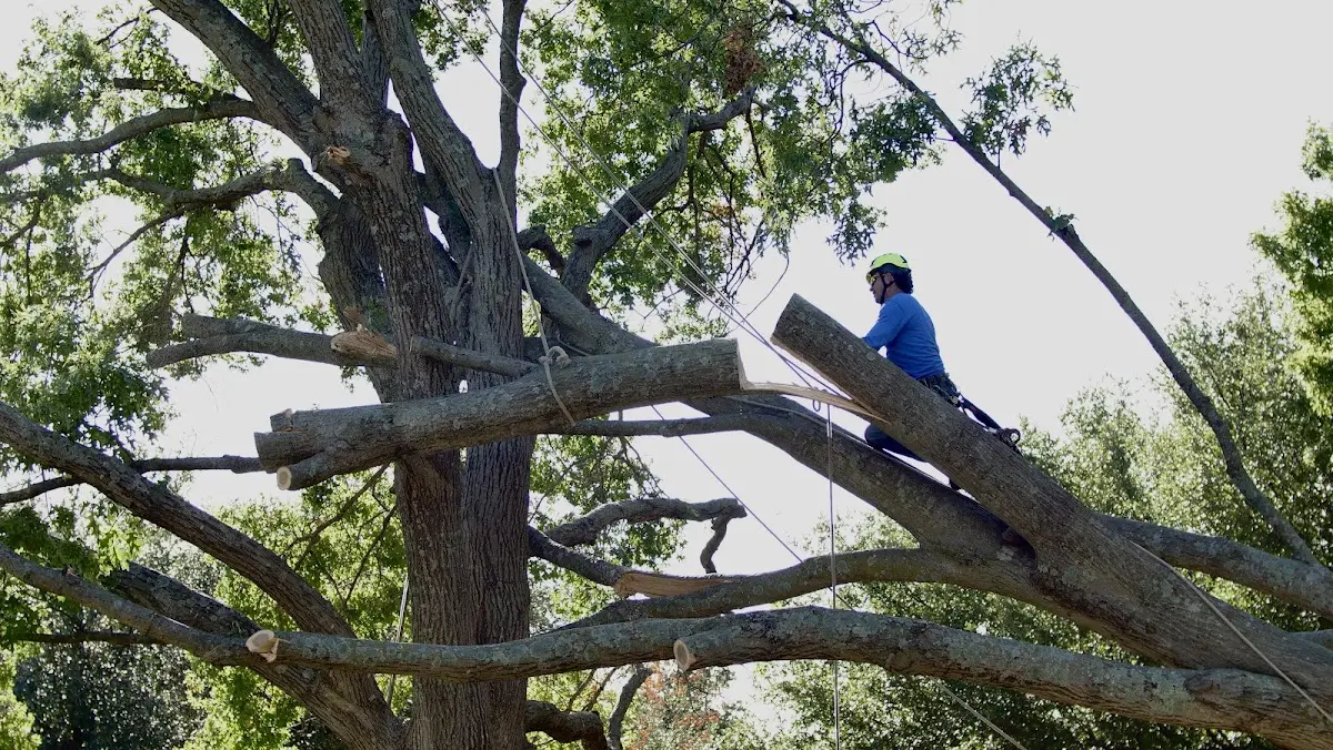 Professional Hazardous Tree Removal performed by certified arborists in Breezy Point
