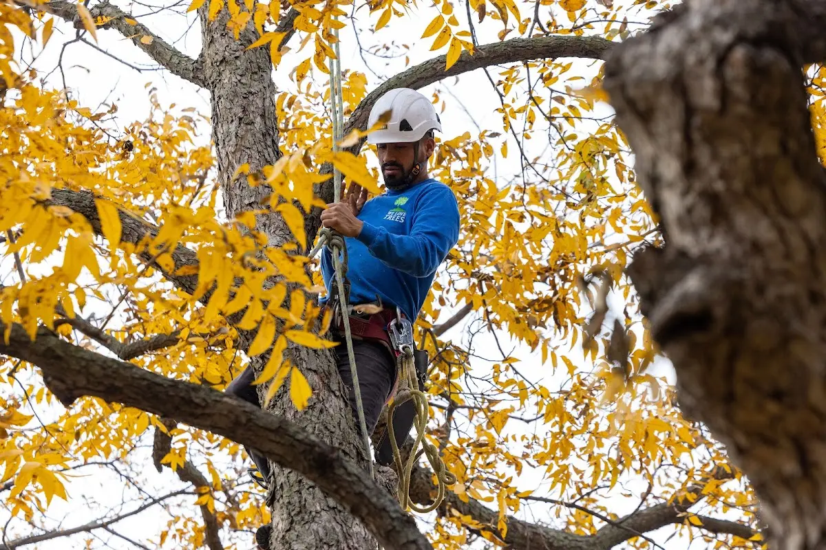 Skilled Tree Planting crew working in Breezy Point