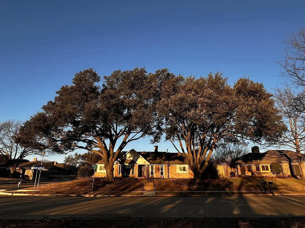 Established residential canopy tree shading a home in Breezy Point
